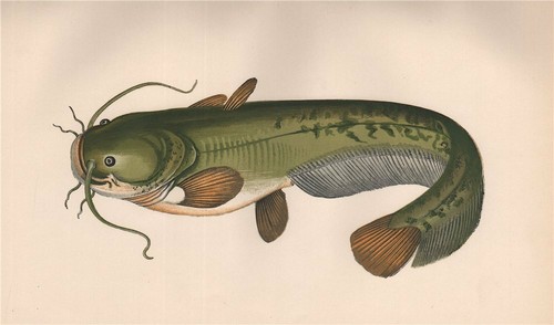 Wels catfish silurus - catfish., glanis