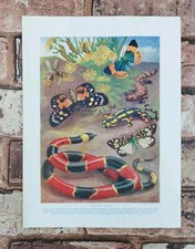 Original 1920s Venomous Snake Salamander Wasp Butterfly Book Art Print Picture