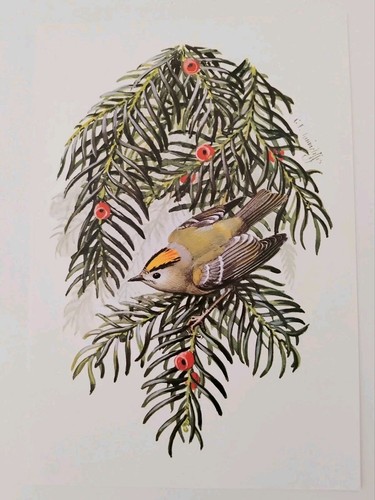 Charles tunnicliffe goldcrest - charles,