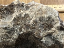 Daisy Gypsum Crystals Mineral Specimen Birks Head Mine, Vale of Eden, Cumbria 