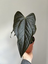 Anthurium Queen of Hearts