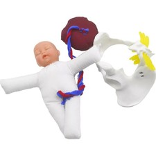 Human Female Pelvis Model