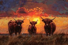 HIGHLAND COW CANVAS PICTURE