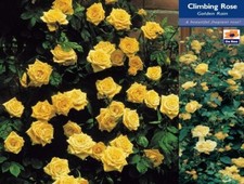GOLDEN CLIMBING ROSE BUSH