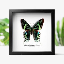 Green-Banded Urania Moth
