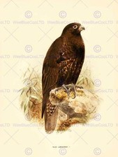 Drawing Bird Rowley Keulemans