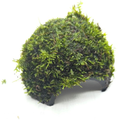 Half coconut with holes - holes, &
