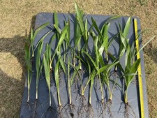 Trachycarpus Fortunei Palm Tree,Uk Hardy, X20 Large Seedlings, + 20 Free Seeds!!