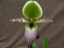 Rare Paphiopedilum Pinocchio