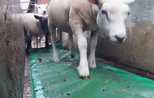 BEST VALUE!!! Sheep Footbath, Foambath for the treatment of claw/foot diseases