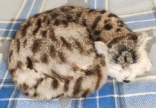 Nauticalia Polar Explorer “Mrs Chippy” the Cat Realistic Fur Replica Tabby Pussy