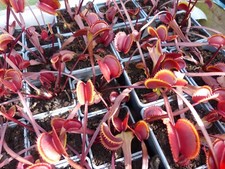 Carnivorous Plant - Venus Fly Trap - Dionaea Muscipula - Red Piranha