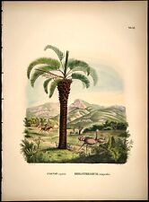 Vintage Botanical Posters