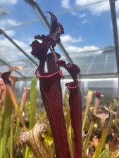 Sarracenia flava rubricorpora - sarracenia,
