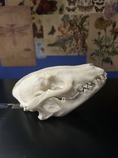 Taxidermy Tanuki / Raccoon Dog