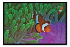 88801 Clownfish & Sea Anemones