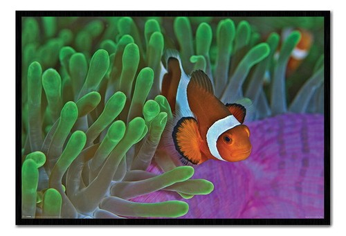88801 clownfish sea anemones - 88801,