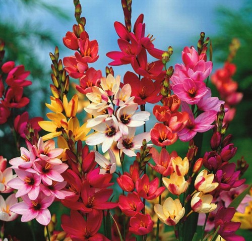Ixia flowers corm bulbs - ixia,