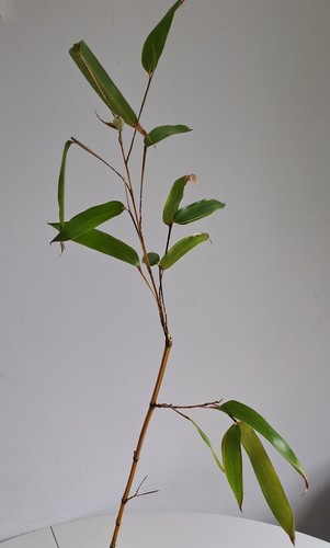 60cm tall golden bamboo plant - tall,