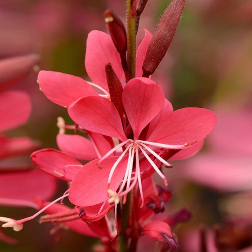Gaura whiskers deep rose - deep,