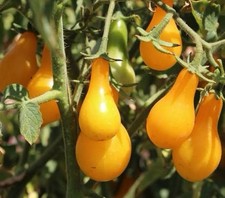 Yellow Pear Tomato Plug Plant