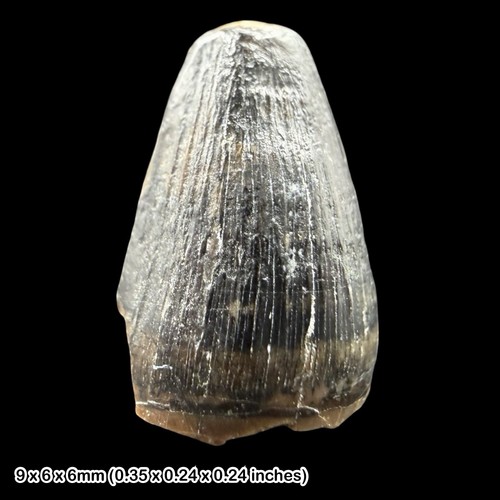 Rare crocodile teeth fossils - crocodile,