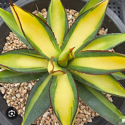 Agave burnt burgundy