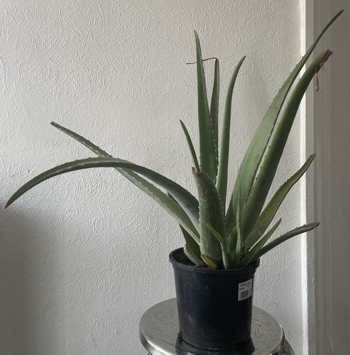 Aloe vera plant - aloe,