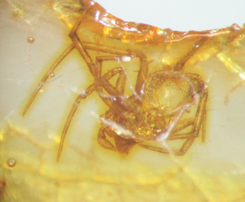 Pliocene amber kenya - amber,