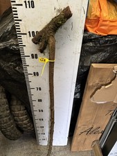 Blackthorn SHANK WALKING STICK