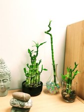 Plants lucky bamboo - bamboo, combo