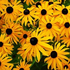 Rudbeckia hirta 'Marmalade' /