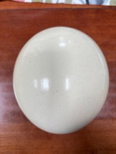 Blown Ostrich Egg vintage