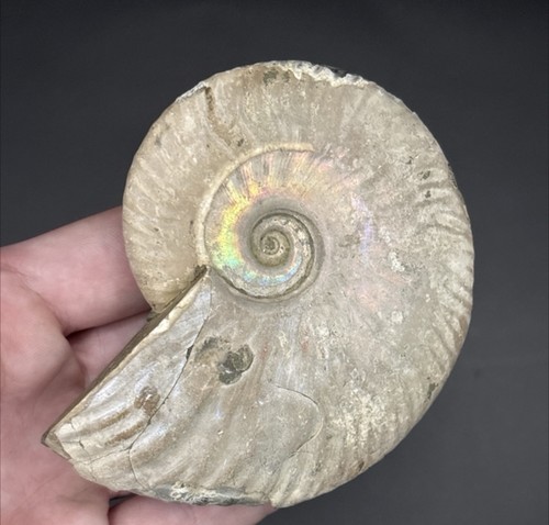 Large iridescent cleoniceras - large,