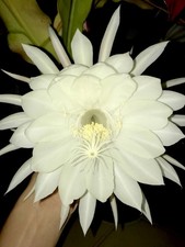 Epiphyllum oxypetalum kadupul - oxypetalum, (kadupul
