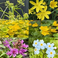 Wildlife Pond Starter Pack 4 Marginal and 2 Oxygenating Pond Plants