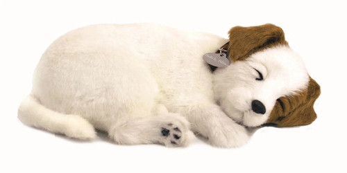 Jack russell precious petzzz - jack,