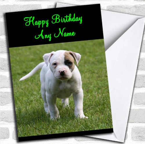 American bulldog puppy dog - puppy,