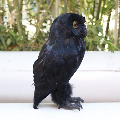 Artificial owl bird taxidermy - artificial,