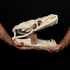 Titanoboa giant snake Skull