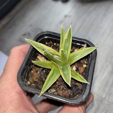 Agave Victoria reginae golden