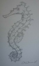 Pencil drawing seahorse - , sea