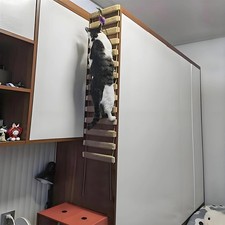 Cat Climbing Ladder Bridge for