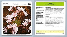 Lewisia #23 Rock Gardens.. -