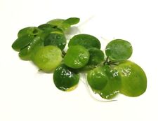 Limnobium Laevigatum Frogbit Amazon Floating Live Aquarium Plants Tropical Pond