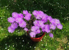 3 pcs Pink Lampranthus Spectabilis Trailing Ice Plants  5cm un-rooted cuttings