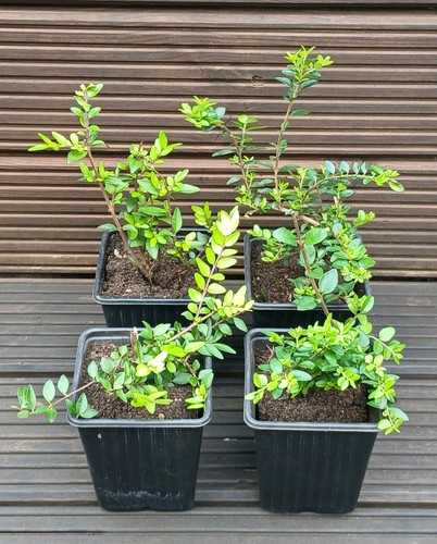 Lonicera nitida hedging - hedging, box
