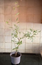 Contorted Willow, Twisted, Corkscrew, Salix Matsudana - #1