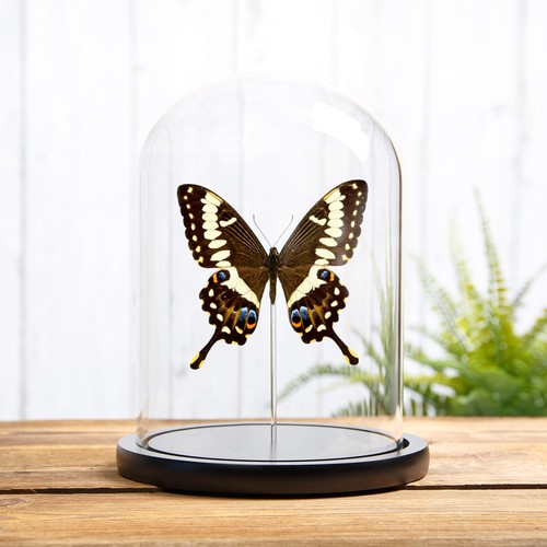 Emperor swallowtail glass - swallowtail, in