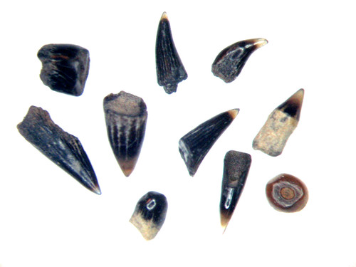 Jurassic kimmeridge clay - kimmeridge,